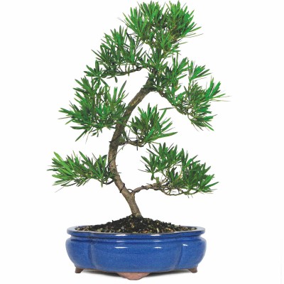 Podocarpus Bonsai Tree   552967850